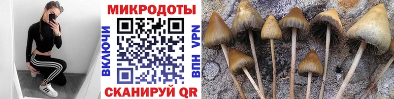 как найти закладки  Богданович  Псилоцибиновые грибы Magic Shrooms 